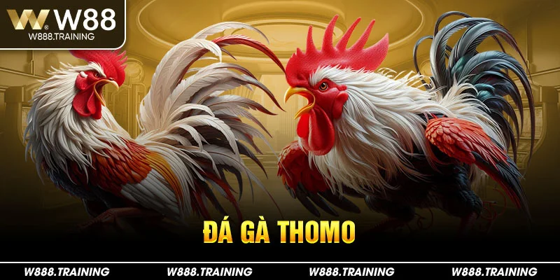 Đá gà thomo