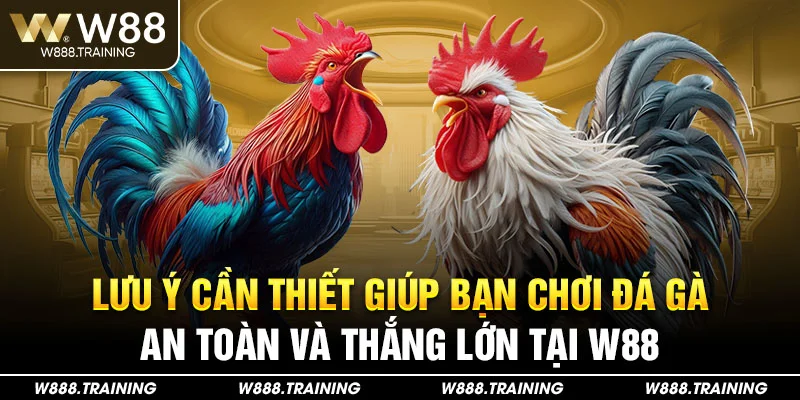 Lưu ý cần thiết giúp bạn chơi đá gà an toàn và thắng lớn tại W88