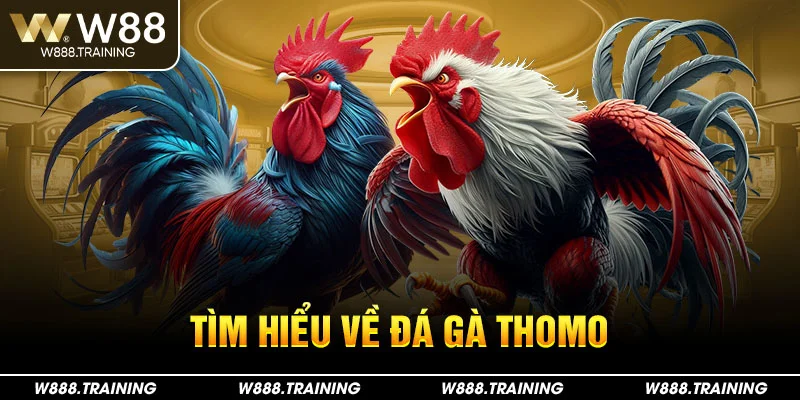 Tìm hiểu về đá gà thomo